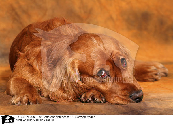 liegender English Cocker Spaniel / lying English Cocker Spaniel / SS-29295