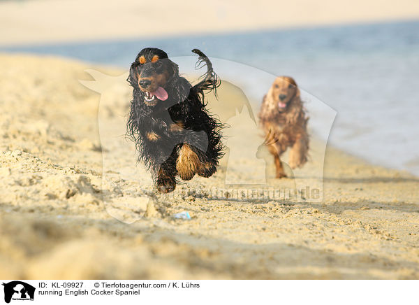 running English Cocker Spaniel / KL-09927