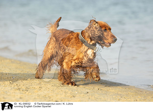 running English Cocker Spaniel / KL-09932