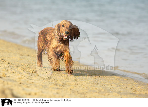 running English Cocker Spaniel / KL-09933