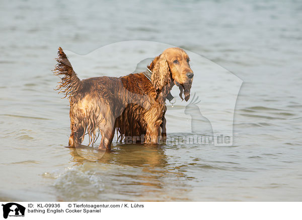 bathing English Cocker Spaniel / KL-09936