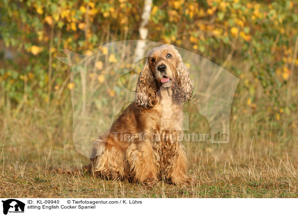 sitting English Cocker Spaniel / KL-09940