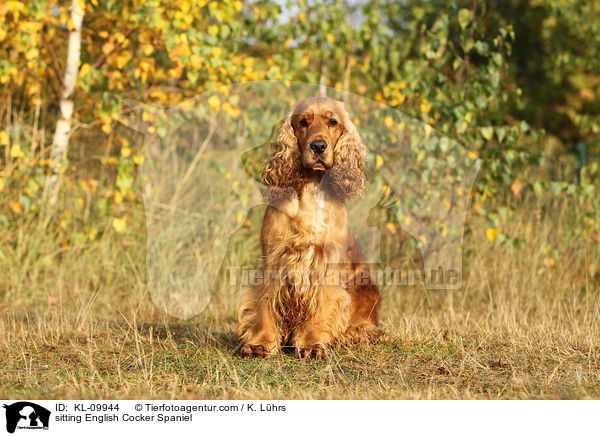 sitting English Cocker Spaniel / KL-09944