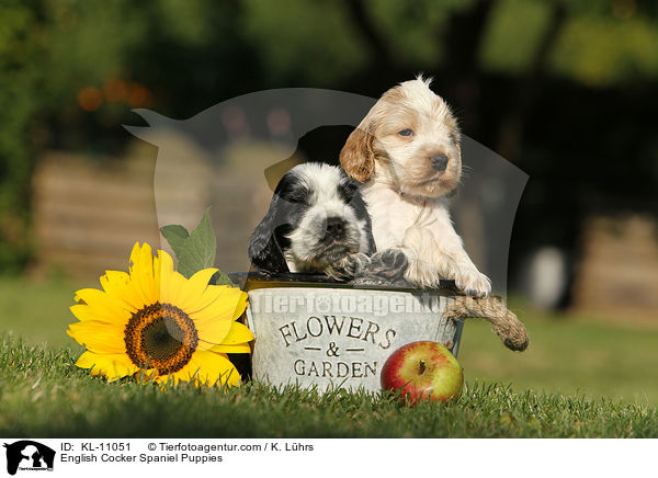 English Cocker Spaniel Welpen / English Cocker Spaniel Puppies / KL-11051