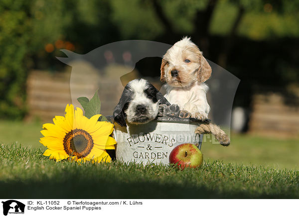 English Cocker Spaniel Welpen / English Cocker Spaniel Puppies / KL-11052