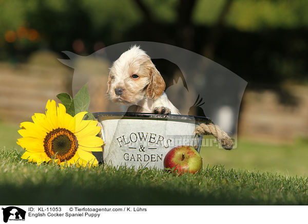 English Cocker Spaniel Welpe / English Cocker Spaniel Puppy / KL-11053