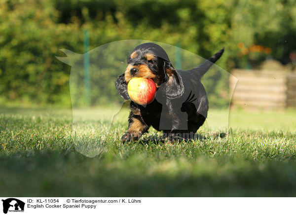 English Cocker Spaniel Welpe / English Cocker Spaniel Puppy / KL-11054