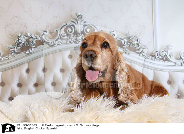 lying English Cocker Spaniel / SS-31383