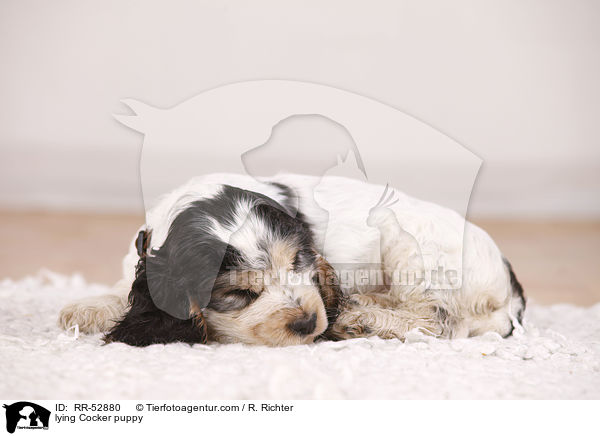 liegender English Cocker Spaniel Welpe / lying Cocker puppy / RR-52880