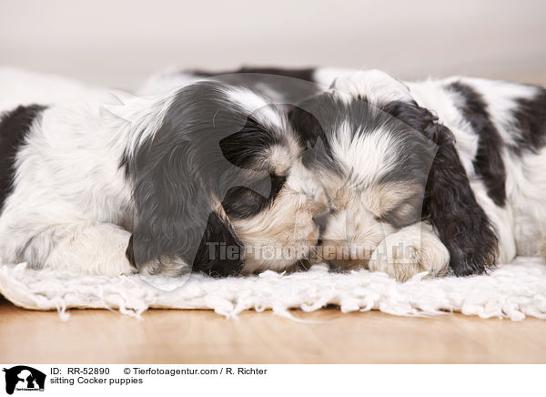 English Cocker Spaniel Welpen / sitting Cocker puppies / RR-52890