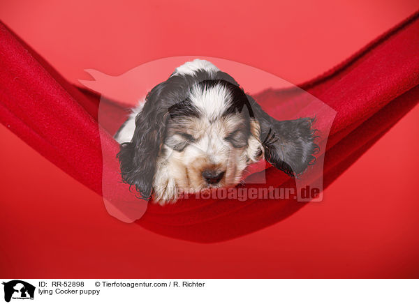 liegender English Cocker Spaniel Welpe / lying Cocker puppy / RR-52898