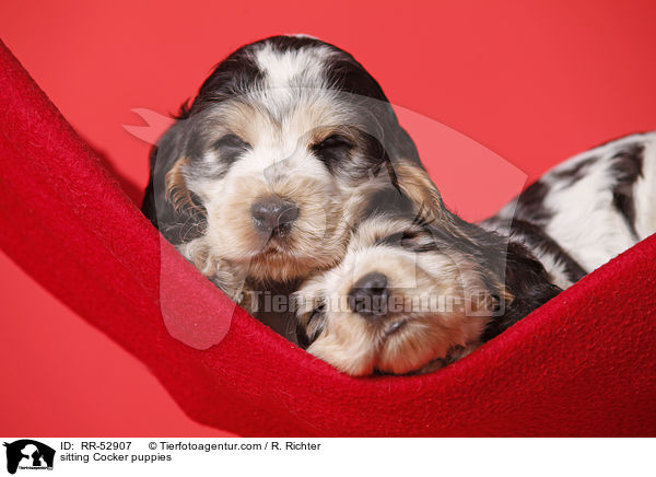 English Cocker Spaniel Welpen / sitting Cocker puppies / RR-52907