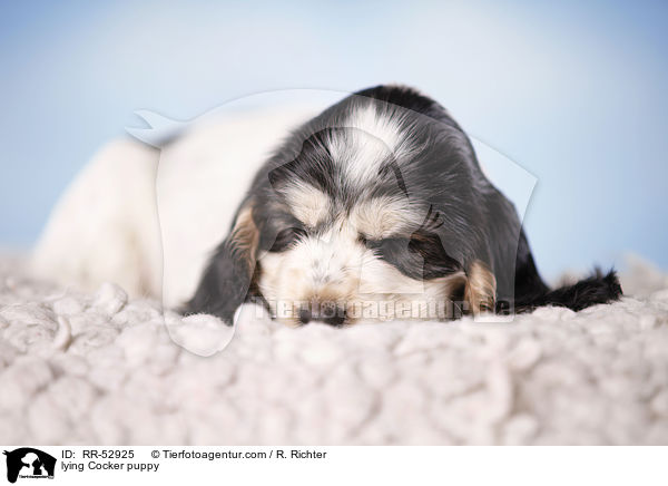 liegender English Cocker Spaniel Welpe / lying Cocker puppy / RR-52925