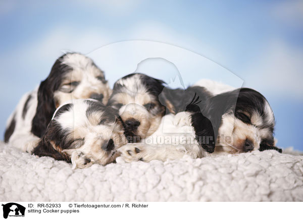 English Cocker Spaniel Welpen / sitting Cocker puppies / RR-52933