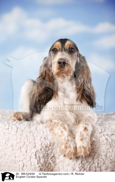 English Cocker Spaniel / RR-52948