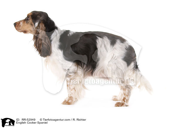 English Cocker Spaniel / RR-52949