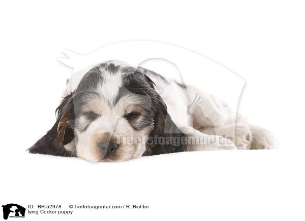 liegender English Cocker Spaniel Welpe / lying Cocker puppy / RR-52978