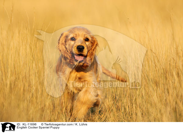 English Cocker Spaniel Welpe / English Cocker Spaniel Puppy / KL-11696