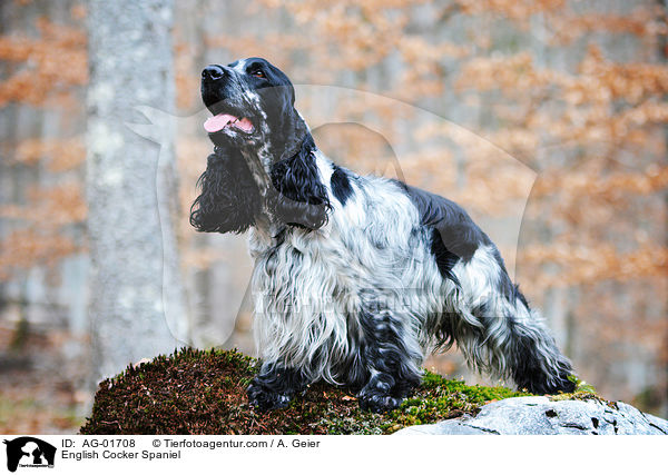 English Cocker Spaniel / English Cocker Spaniel / AG-01708