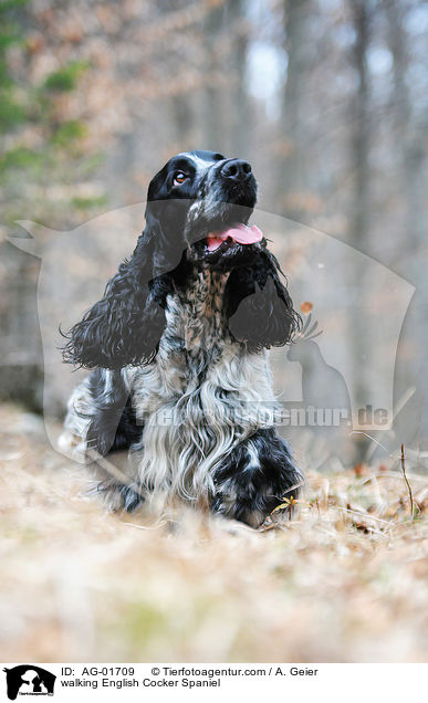 laufender English Cocker Spaniel / walking English Cocker Spaniel / AG-01709