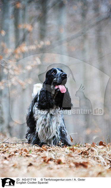 English Cocker Spaniel / English Cocker Spaniel / AG-01716