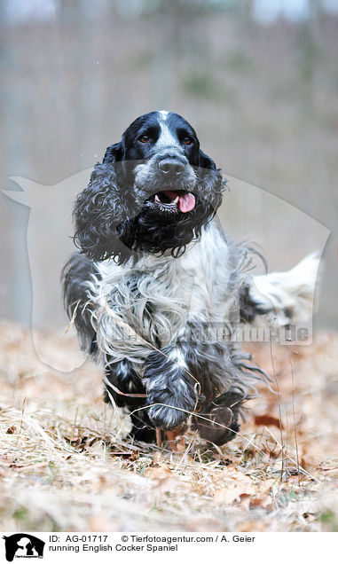 rennender English Cocker Spaniel / running English Cocker Spaniel / AG-01717