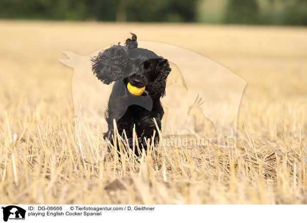 spielender English Cocker Spaniel / playing English Cocker Spaniel / DG-06666