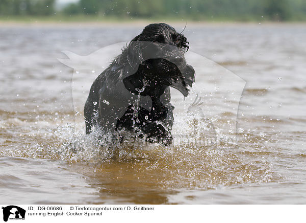 running English Cocker Spaniel / DG-06686