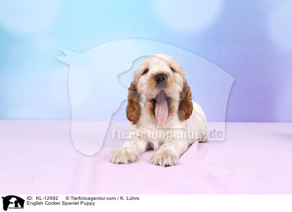 English Cocker Spaniel Welpe / English Cocker Spaniel Puppy / KL-12992