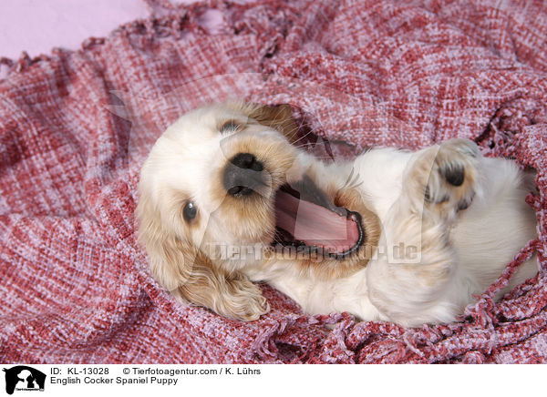 English Cocker Spaniel Welpe / English Cocker Spaniel Puppy / KL-13028