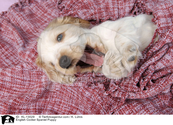 English Cocker Spaniel Welpe / English Cocker Spaniel Puppy / KL-13029