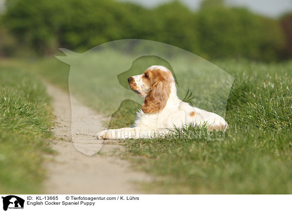 English Cocker Spaniel Welpe / English Cocker Spaniel Puppy / KL-13665