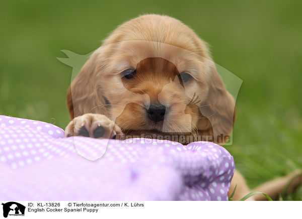 English Cocker Spaniel Puppy / KL-13826