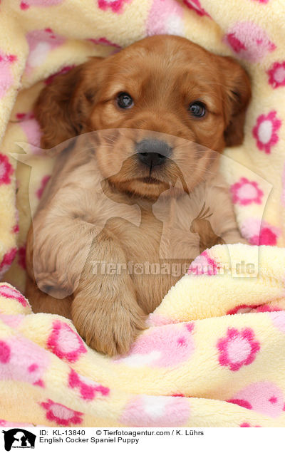 English Cocker Spaniel Puppy / KL-13840