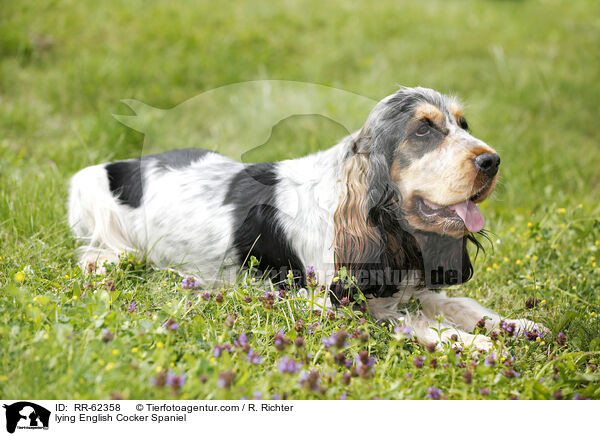 liegender English Cocker Spaniel / lying English Cocker Spaniel / RR-62358