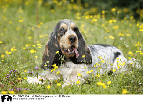 liegender English Cocker Spaniel / lying English Cocker Spaniel / RR-62366