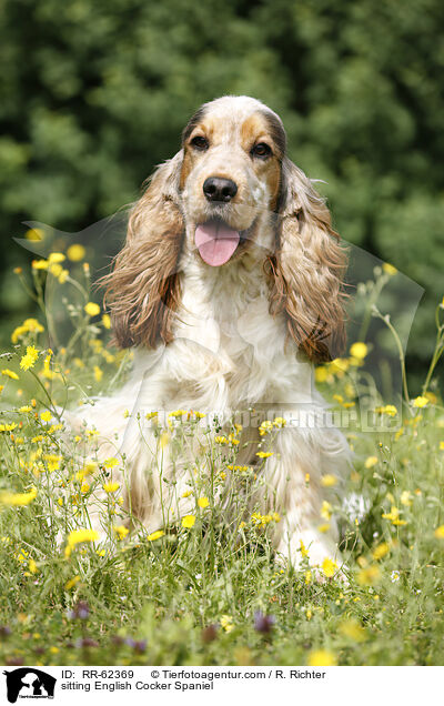 sitzender English Cocker Spaniel / sitting English Cocker Spaniel / RR-62369