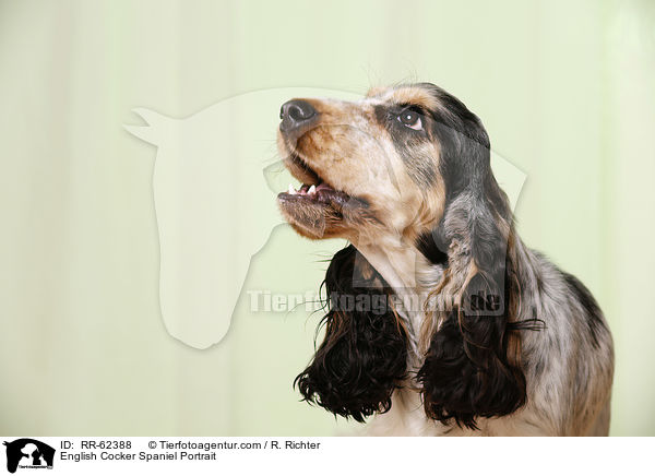 English Cocker Spaniel Portrait / English Cocker Spaniel Portrait / RR-62388