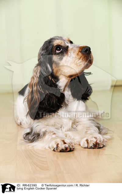 lying English Cocker Spaniel / RR-62390