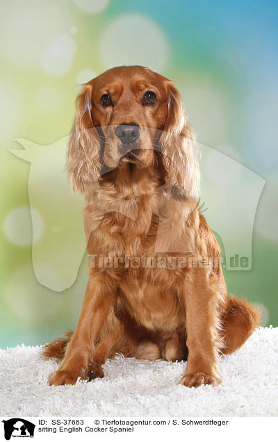 sitting English Cocker Spaniel / SS-37663