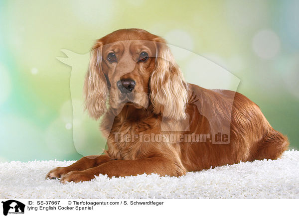 lying English Cocker Spaniel / SS-37667