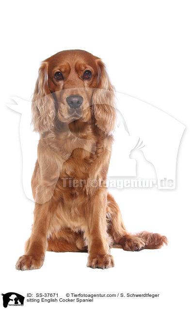 sitting English Cocker Spaniel / SS-37671