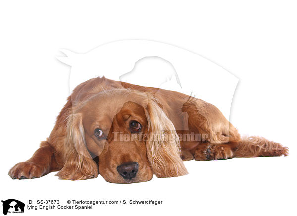 liegender English Cocker Spaniel / lying English Cocker Spaniel / SS-37673