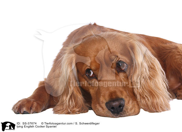 liegender English Cocker Spaniel / lying English Cocker Spaniel / SS-37674