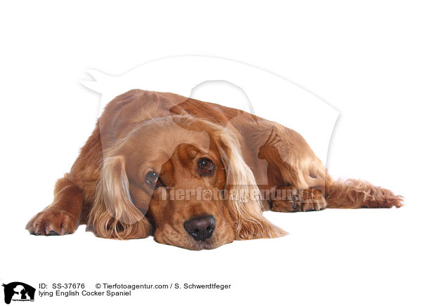 liegender English Cocker Spaniel / lying English Cocker Spaniel / SS-37676