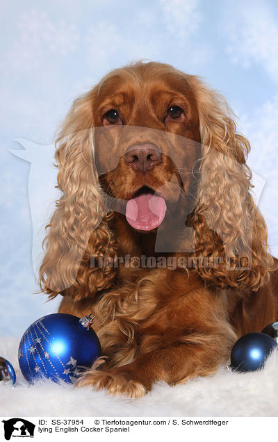 liegender English Cocker Spaniel / lying English Cocker Spaniel / SS-37954