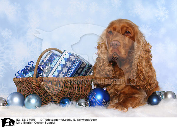 liegender English Cocker Spaniel / lying English Cocker Spaniel / SS-37955