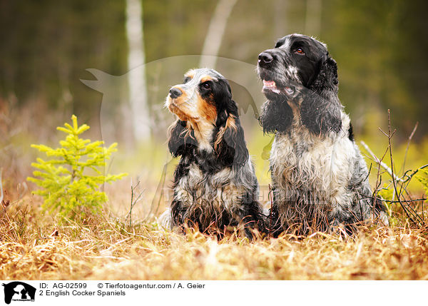 2 English Cocker Spaniels / AG-02599