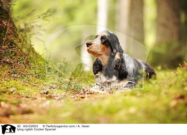 liegender English Cocker Spaniel / lying nglish Cocker Spaniel / AG-02603