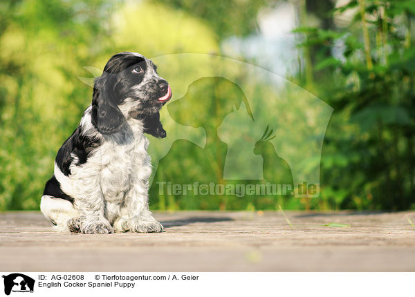 English Cocker Spaniel Welpe / English Cocker Spaniel Puppy / AG-02608